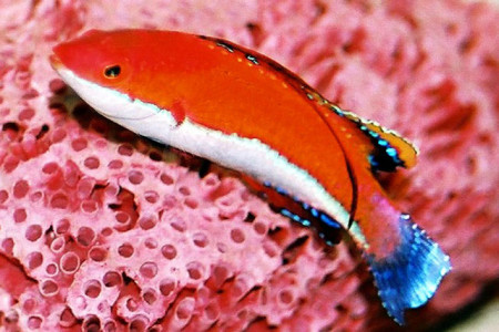 cirrhilabrus rubriventralis