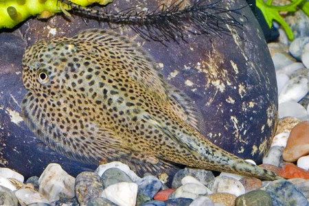 beaufortia leveretti