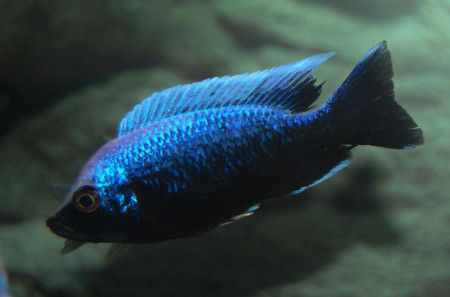 copadichromis trewavasae