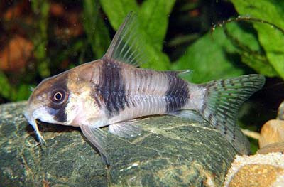 corydoras tukano