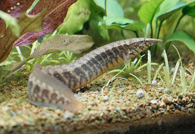 macrognathus circumcinctus