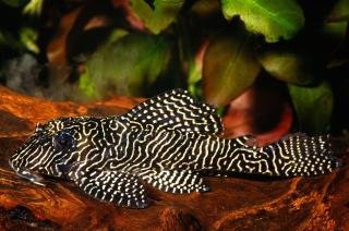 zz hypancistrus sp. l260