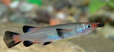 nomorhamphus liemi