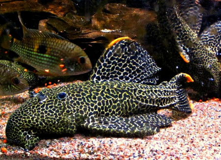 pseudacanthicus leopardus
