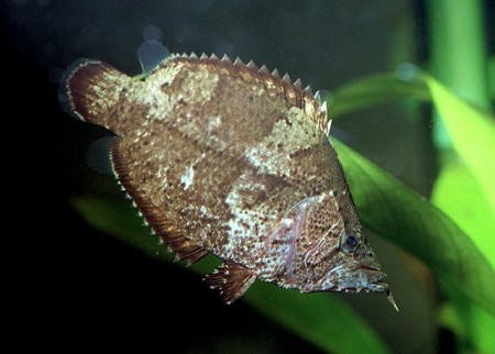 monocirrhus polyacanthus