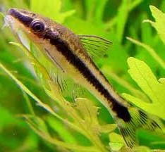 otocinclus mariae