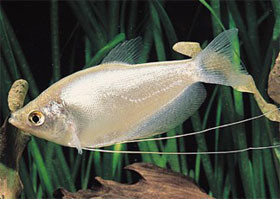 trichogaster microlepis