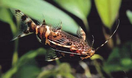 synodontis nigriventris