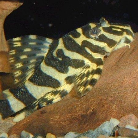 peckoltia vittata