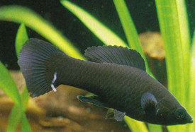 poecilia sphenops
