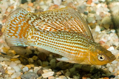 poecilia velifera