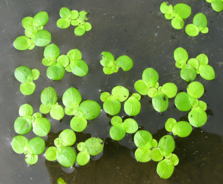 spirodela polyrhiza