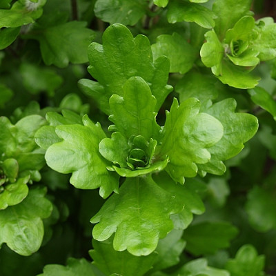 shinnersia rivularis