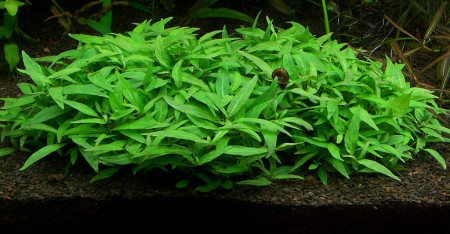 staurogyne sp.