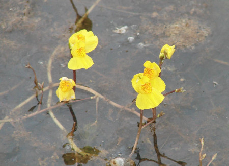 utricularia vulgaris
