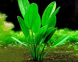 echinodorus muricatus