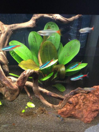 echinodorus hadi red pearl