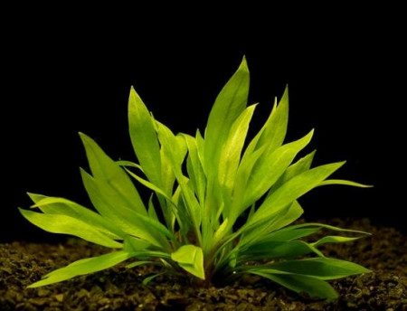 echinodorus quadricostatus var. xinguensis