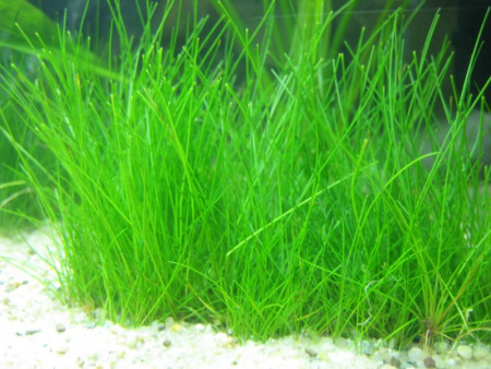 eleocharis acicularis