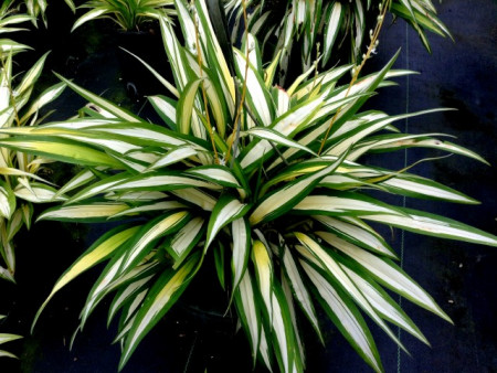 chlorophytum bichetii