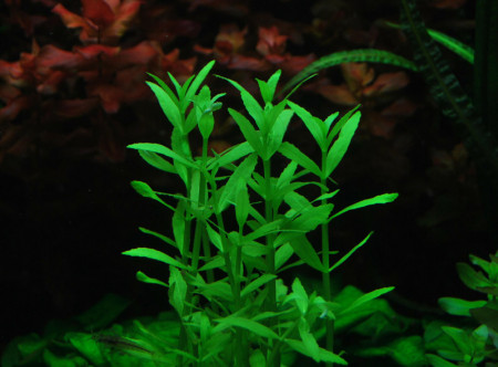 bacopa crenata