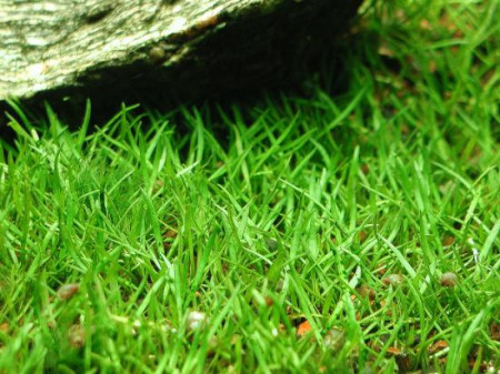 lilaeopsis brasiliensis