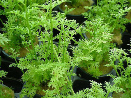 ceratopteris thalictroides