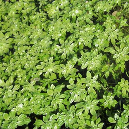 callitriche palustris