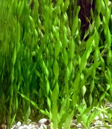 vallisneria neotropicalis