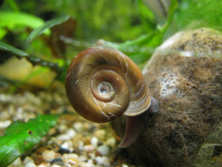 planorbarius corneus
