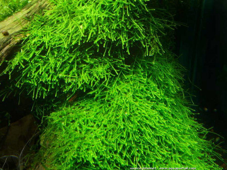 taxiphyllum barbieri