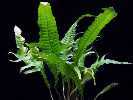microsorum pteropus "tropica"