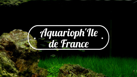 aquariophile Pioute