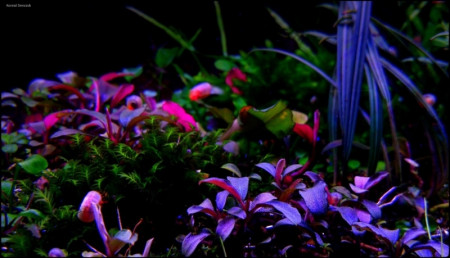bucephalandra sp. black phantom