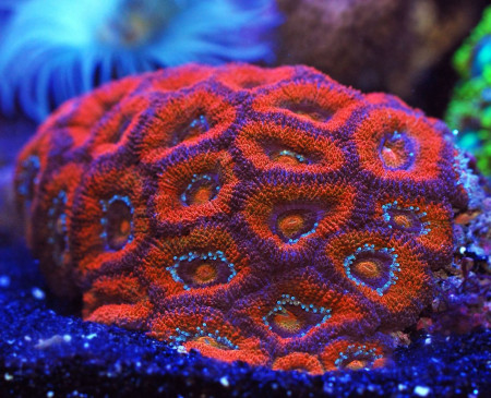 acanthastrea lordhowensis