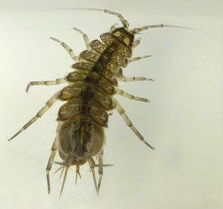asellus aquaticus