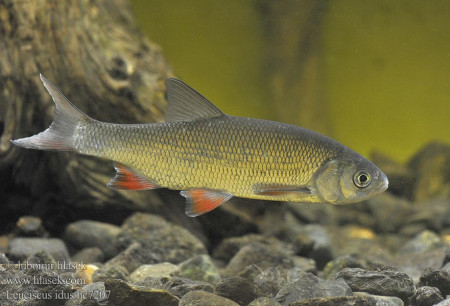 leuciscus idus