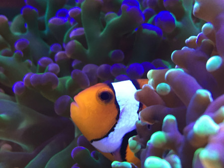 aquariophile Fred