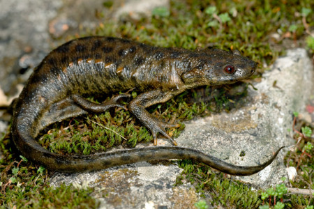 pleurodèle de waltl