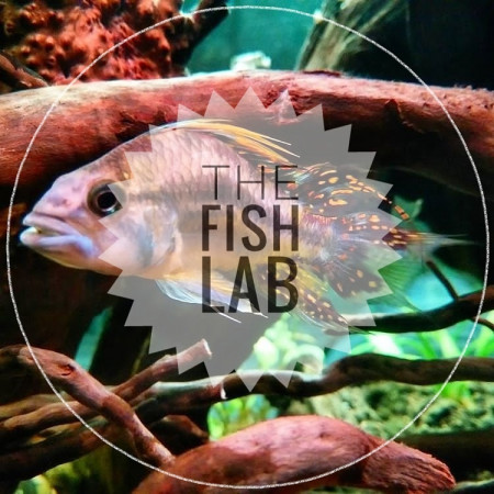 aquariophile The_fish_lab
