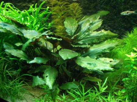 cryptocoryne cordata