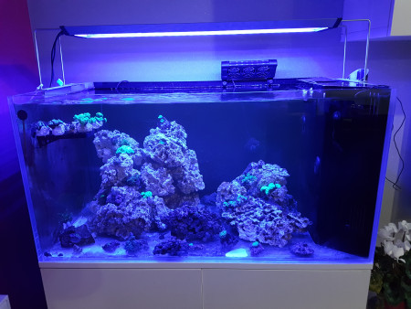 aquariophile pierre51100