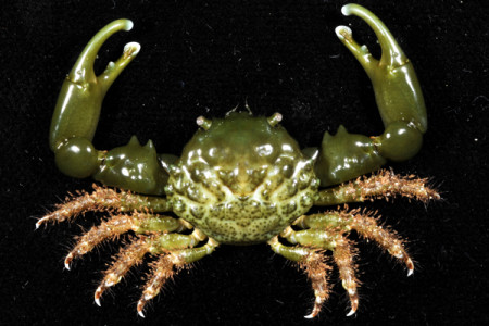 mithraculus sculptus