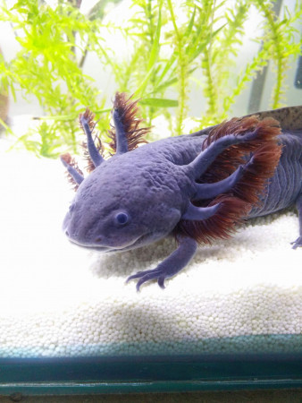 aquariophile SmilingLotl