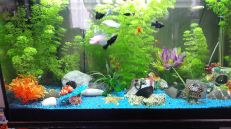 aquariophile Vincze.29