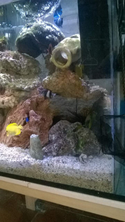 aquariophile Nemo54887713