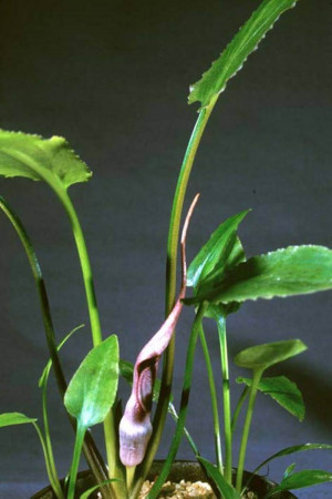 cryptocoryne ferruginea