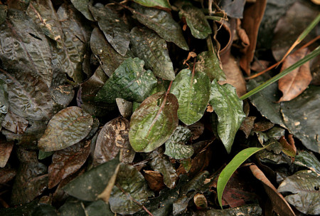 cryptocoryne griffithii