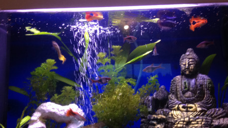 aquariophile Kiki56