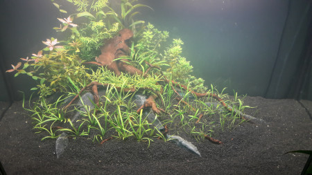 aquariophile Roman09